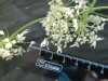 Thumbnail IMG_2119.JPG 