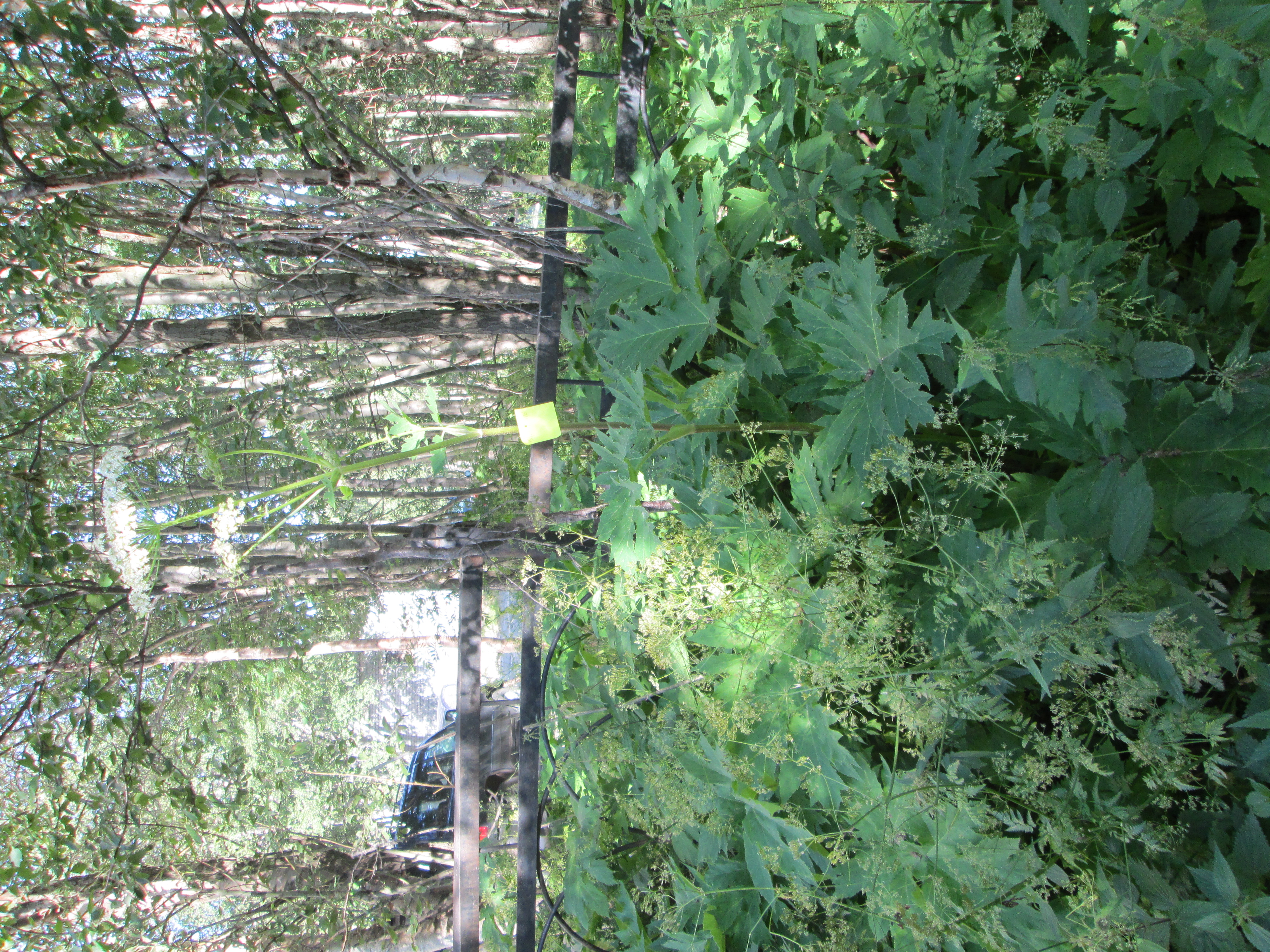 IMG_1109.JPG 