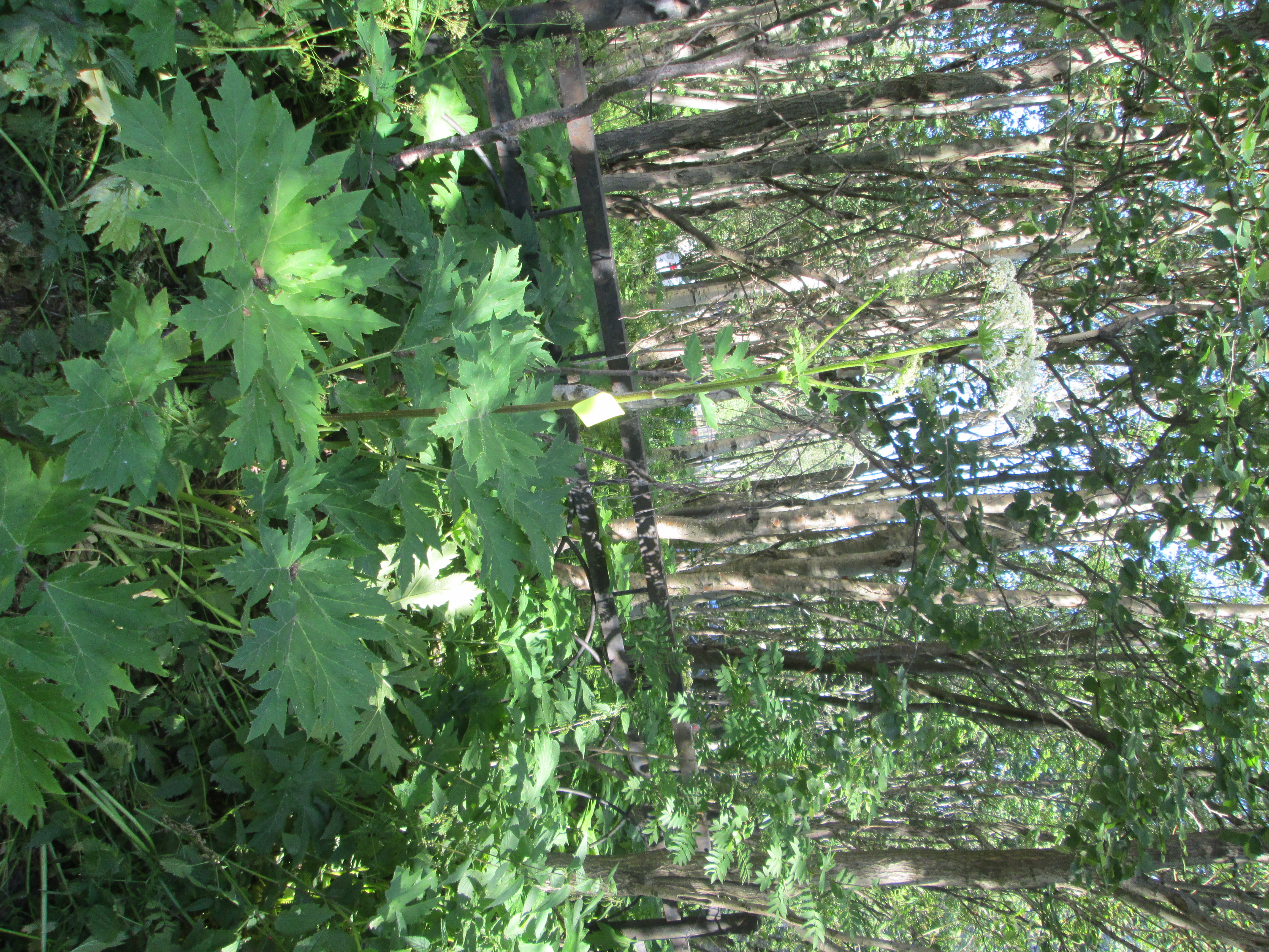 IMG_1116.JPG 