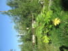 Thumbnail IMG_1126.JPG 