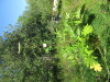 Thumbnail IMG_1128.JPG 