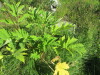 Thumbnail IMG_1129.JPG 