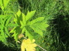 Thumbnail IMG_1130.JPG 