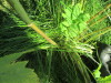 Thumbnail IMG_1132.JPG 