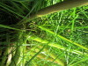 Thumbnail IMG_1133.JPG 