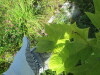 Thumbnail IMG_1134.JPG 