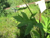 Thumbnail IMG_1135.JPG 