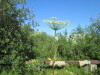 Thumbnail IMG_1136.JPG 
