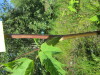Thumbnail IMG_1137.JPG 