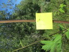 Thumbnail IMG_1138.JPG 