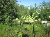 Thumbnail IMG_1139.JPG 
