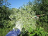 Thumbnail IMG_1140.JPG 