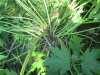 Thumbnail IMG_1143.JPG 