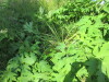 Thumbnail IMG_1144.JPG 
