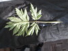 Thumbnail IMG_2121.JPG 