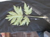 Thumbnail IMG_2122.JPG 