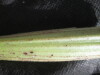 Thumbnail IMG_2123.JPG 
