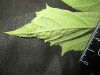 Thumbnail IMG_2125.JPG 