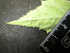 Thumbnail IMG_2126.JPG 