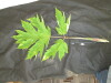 Thumbnail IMG_2127.JPG 
