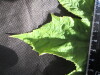 Thumbnail IMG_2130.JPG 