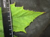 Thumbnail IMG_2131.JPG 