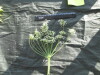 Thumbnail IMG_2132.JPG 