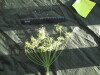 Thumbnail IMG_2133.JPG 