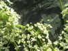 Thumbnail IMG_2135.JPG 