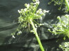 Thumbnail IMG_2136.JPG 