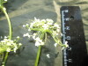 Thumbnail IMG_2137.JPG 