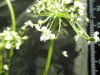 Thumbnail IMG_2138.JPG 