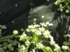 Thumbnail IMG_2139.JPG 