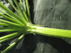 Thumbnail IMG_2140.JPG 