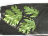 Thumbnail IMG_2144.JPG 