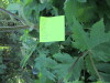 Thumbnail IMG_1152.JPG 