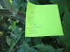 Thumbnail IMG_1153.JPG 