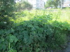 Thumbnail IMG_1155.JPG 