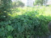 Thumbnail IMG_1156.JPG 