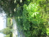 Thumbnail IMG_1161.JPG 