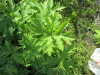Thumbnail IMG_1162.JPG 