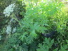 Thumbnail IMG_1163.JPG 
