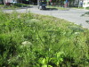 Thumbnail IMG_1166.JPG 