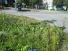 Thumbnail IMG_1167.JPG 
