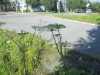 Thumbnail IMG_1168.JPG 