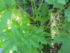 Thumbnail IMG_1169.JPG 