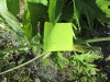 Thumbnail IMG_1170.JPG 