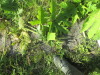Thumbnail IMG_1171.JPG 