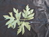 Thumbnail IMG_2056.JPG 