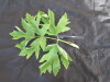 Thumbnail IMG_2057.JPG 